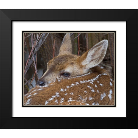 Mule Deer Fawn Black Modern Wood Framed Art Print with Double Matting by McFerrin, Larry