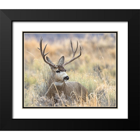 Mule Deer Buck Black Modern Wood Framed Art Print with Double Matting by McFerrin, Larry