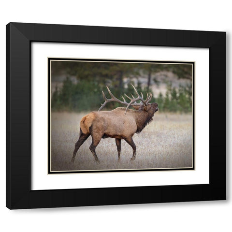 Bull Elk Black Modern Wood Framed Art Print with Double Matting by McFerrin, Larry
