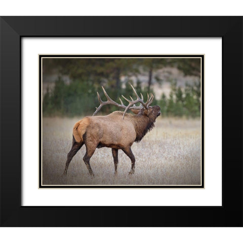 Bull Elk Black Modern Wood Framed Art Print with Double Matting by McFerrin, Larry