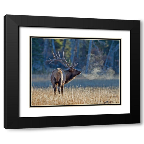 Bull elk Black Modern Wood Framed Art Print with Double Matting by McFerrin, Larry