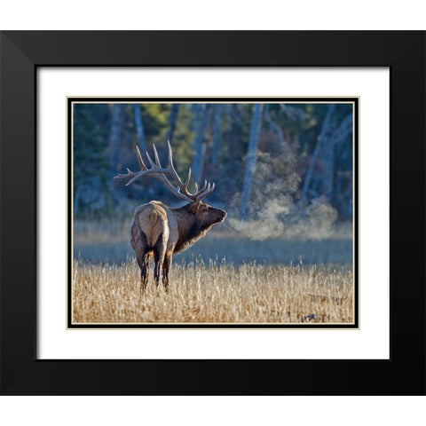 Bull elk Black Modern Wood Framed Art Print with Double Matting by McFerrin, Larry