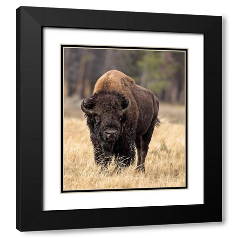 Bull Bison Black Modern Wood Framed Art Print with Double Matting by McFerrin, Larry