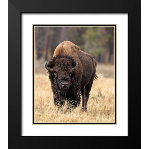 Bull Bison Black Modern Wood Framed Art Print with Double Matting by McFerrin, Larry