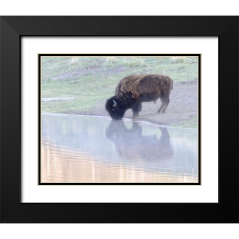 Bison Black Modern Wood Framed Art Print with Double Matting by McFerrin, Larry