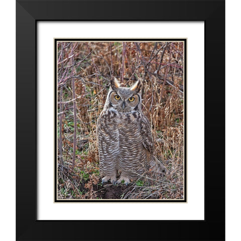 Great Horned Owl Black Modern Wood Framed Art Print with Double Matting by McFerrin, Larry