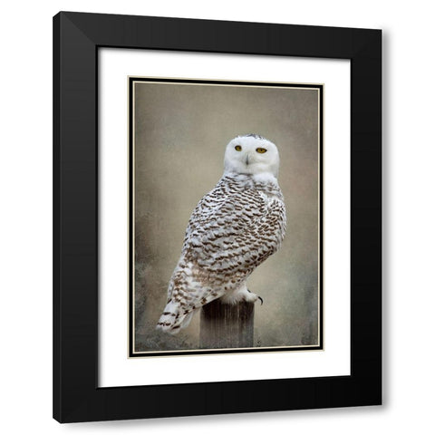 Snowy Owl Black Modern Wood Framed Art Print with Double Matting by McFerrin, Larry
