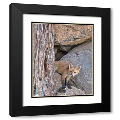Red Fox Kit Black Modern Wood Framed Art Print with Double Matting by McFerrin, Larry