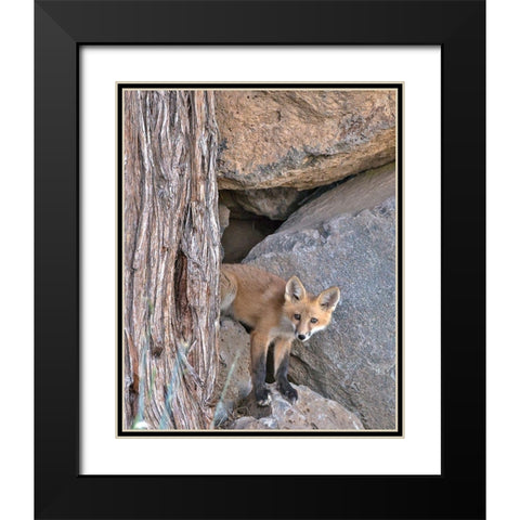 Red Fox Kit Black Modern Wood Framed Art Print with Double Matting by McFerrin, Larry