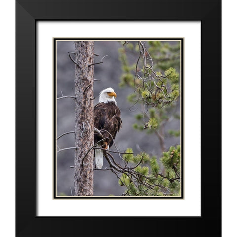 Bald Eagle Black Modern Wood Framed Art Print with Double Matting by McFerrin, Larry