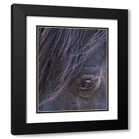 Domino - S Steens Stallion Black Modern Wood Framed Art Print with Double Matting by McFerrin, Larry