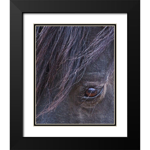 Domino - S Steens Stallion Black Modern Wood Framed Art Print with Double Matting by McFerrin, Larry