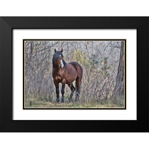 Ochoco Wild Stallion - Big Summit Black Modern Wood Framed Art Print with Double Matting by McFerrin, Larry