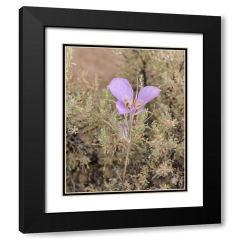 Mariposa Lily Black Modern Wood Framed Art Print with Double Matting by McFerrin, Larry
