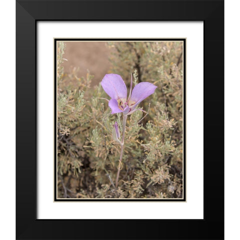 Mariposa Lily Black Modern Wood Framed Art Print with Double Matting by McFerrin, Larry