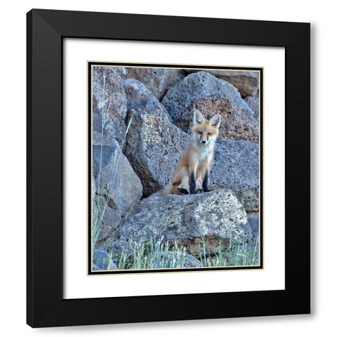 Red Fox Kit II Black Modern Wood Framed Art Print with Double Matting by McFerrin, Larry