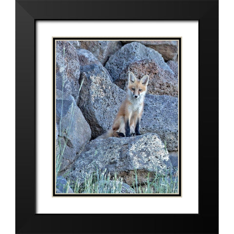 Red Fox Kit II Black Modern Wood Framed Art Print with Double Matting by McFerrin, Larry