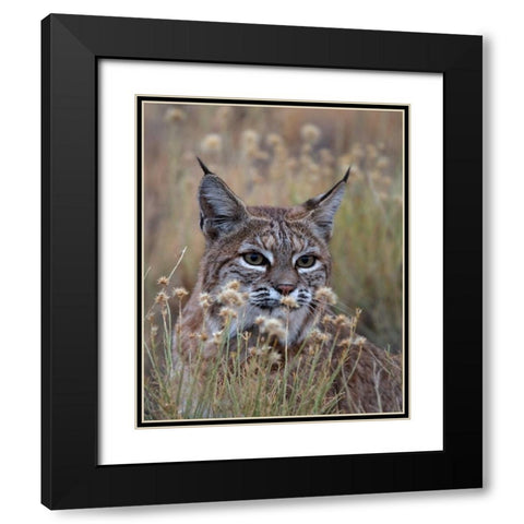 Bobcat Black Modern Wood Framed Art Print with Double Matting by McFerrin, Larry
