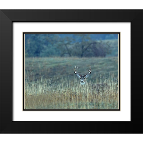 Montana Whitetail Buck Black Modern Wood Framed Art Print with Double Matting by McFerrin, Larry