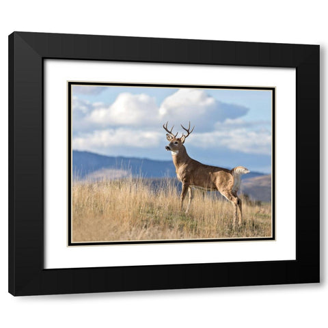 Montana Whitetail Buck II Black Modern Wood Framed Art Print with Double Matting by McFerrin, Larry
