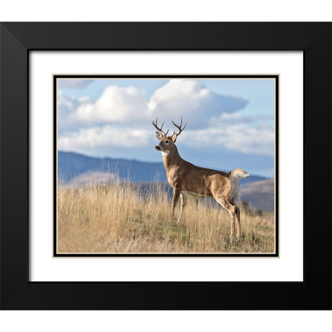 Montana Whitetail Buck II Black Modern Wood Framed Art Print with Double Matting by McFerrin, Larry