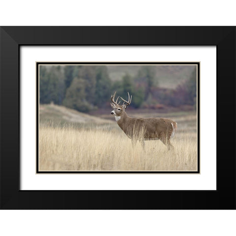 Montana Whitetail Buck III Black Modern Wood Framed Art Print with Double Matting by McFerrin, Larry