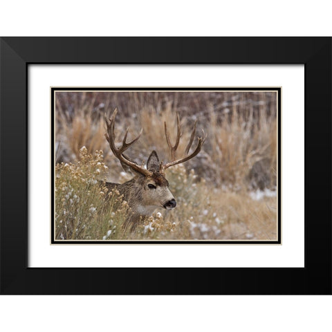 Mule Deer Buck Black Modern Wood Framed Art Print with Double Matting by McFerrin, Larry