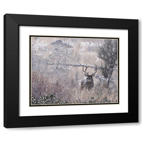 Mule Deer Buck - Steens Mountain Black Modern Wood Framed Art Print with Double Matting by McFerrin, Larry