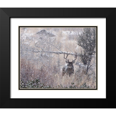 Mule Deer Buck - Steens Mountain Black Modern Wood Framed Art Print with Double Matting by McFerrin, Larry