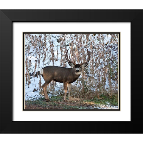 Mule Deer Buck Black Modern Wood Framed Art Print with Double Matting by McFerrin, Larry