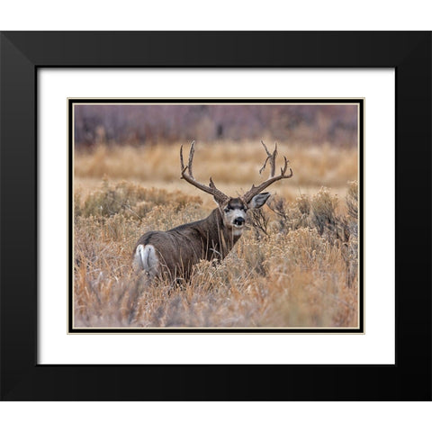 Mule Deer Buck II Black Modern Wood Framed Art Print with Double Matting by McFerrin, Larry