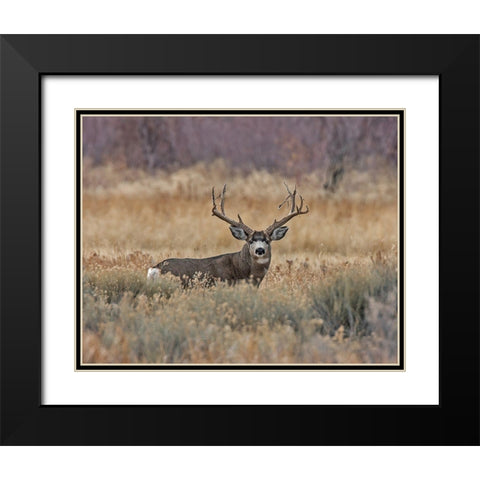 Mule Deer Buck III Black Modern Wood Framed Art Print with Double Matting by McFerrin, Larry