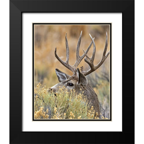 Mule Deer Buck IV Black Modern Wood Framed Art Print with Double Matting by McFerrin, Larry