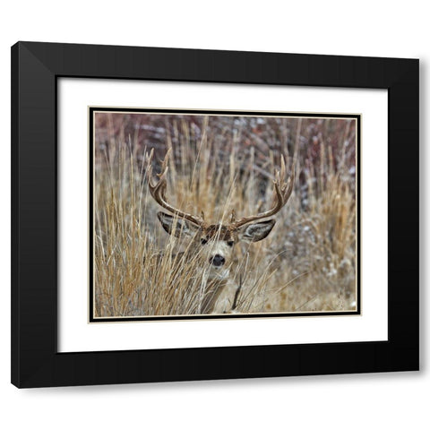 Muley - Malheur II Black Modern Wood Framed Art Print with Double Matting by McFerrin, Larry