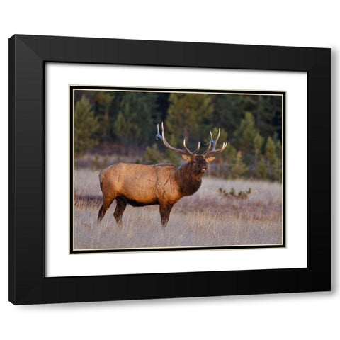 Bull Elk Black Modern Wood Framed Art Print with Double Matting by McFerrin, Larry
