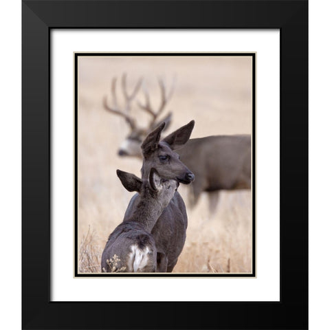 Dark Mule Deer Doe Black Modern Wood Framed Art Print with Double Matting by McFerrin, Larry