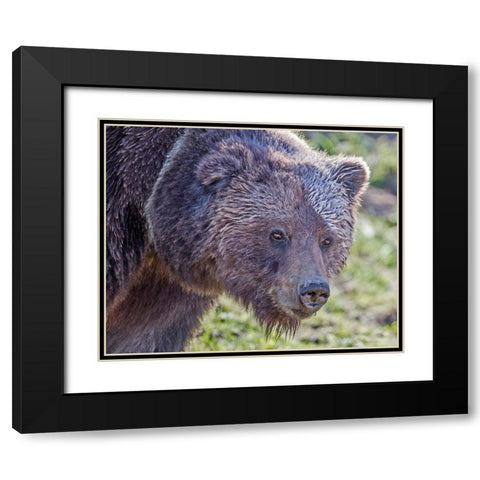 Grizzly Bear Boar Black Modern Wood Framed Art Print with Double Matting by McFerrin, Larry