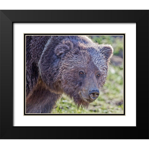 Grizzly Bear Boar Black Modern Wood Framed Art Print with Double Matting by McFerrin, Larry