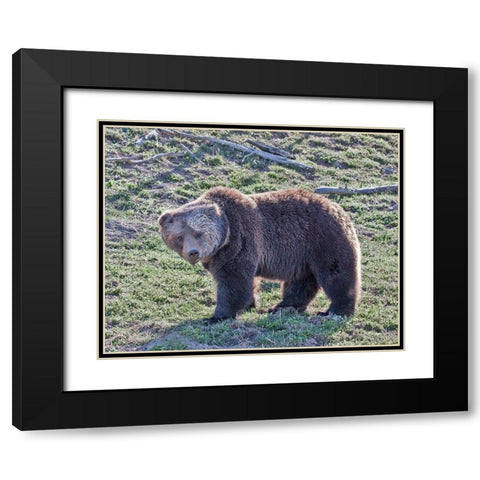 Grizzly Bear Boar II Black Modern Wood Framed Art Print with Double Matting by McFerrin, Larry