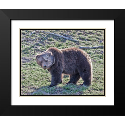 Grizzly Bear Boar II Black Modern Wood Framed Art Print with Double Matting by McFerrin, Larry