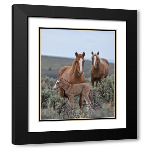 Golden Eagle, Spice and Her Foal Black Modern Wood Framed Art Print with Double Matting by McFerrin, Larry
