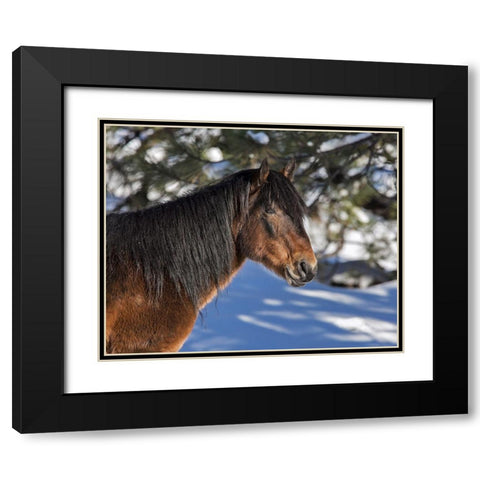 Johnny - Ochoco Stallion Black Modern Wood Framed Art Print with Double Matting by McFerrin, Larry
