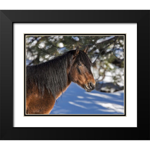 Johnny - Ochoco Stallion Black Modern Wood Framed Art Print with Double Matting by McFerrin, Larry