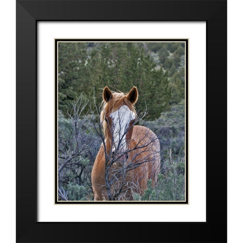 Filly - Palomino Buttes Black Modern Wood Framed Art Print with Double Matting by McFerrin, Larry