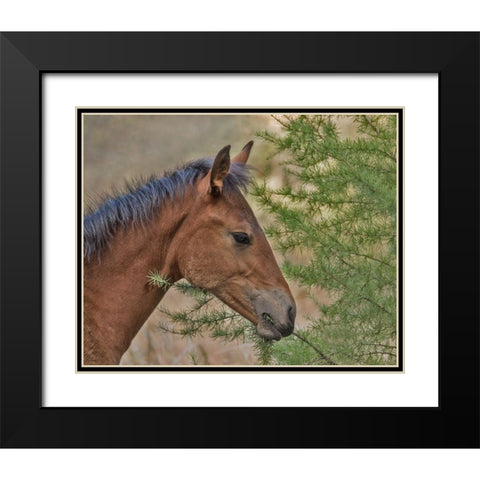 Ochoco Foal and Larch Black Modern Wood Framed Art Print with Double Matting by McFerrin, Larry