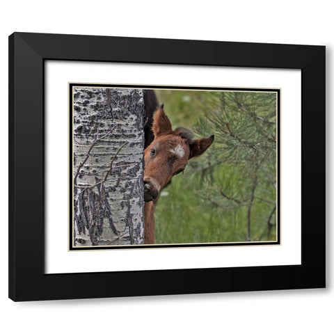 Ochoco Foal - Ochoco Black Modern Wood Framed Art Print with Double Matting by McFerrin, Larry