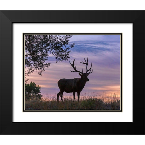 Sunrise Bull Black Modern Wood Framed Art Print with Double Matting by McFerrin, Larry