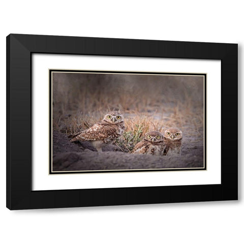 Burrowing Owl Black Modern Wood Framed Art Print with Double Matting by McFerrin, Larry