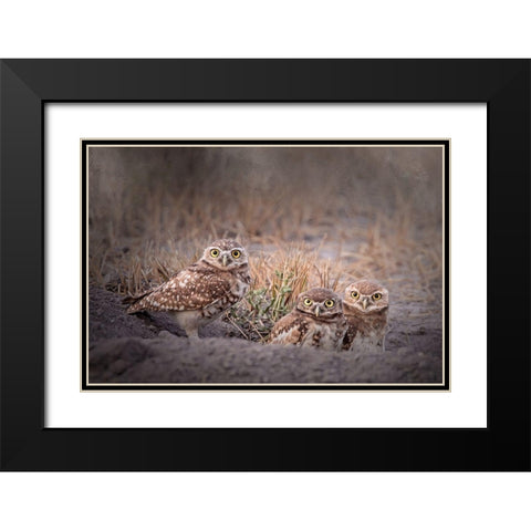 Burrowing Owl Black Modern Wood Framed Art Print with Double Matting by McFerrin, Larry