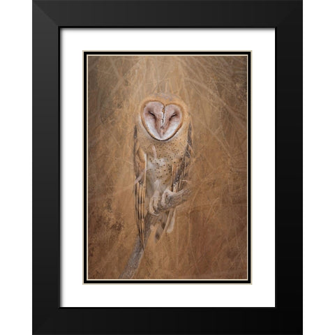 Barn Owl Black Modern Wood Framed Art Print with Double Matting by McFerrin, Larry